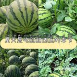 夏天是吃甜甜西瓜的季节
