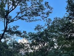 -阳台山森林公园