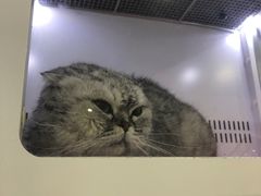 -李小姐の猫咖啡馆(五角场店)