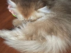 -乐宠宠物店(世纪金源店)