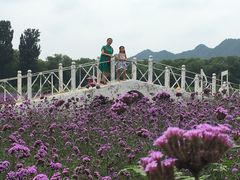 -北京东方普罗旺斯薰衣草庄园