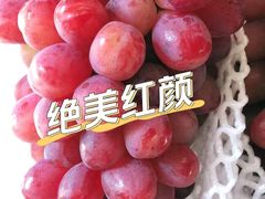 -马陆小张葡萄园农家乐