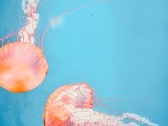 -海合安青岛极地海洋公园