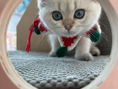 -momokira米努特·德文卷毛猫·棉花面纱犬
