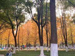 -西北湖绿化广场