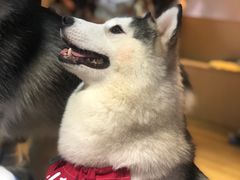 -Husky Go! 哈士奇体验馆·宠物咖啡厅狗咖