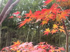 -秋霞圃