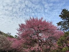 -杭州植物园