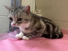 -北京观赏动物医院·24小时大型综合·猫专科·异宠专科