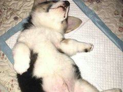 -佑安动物医院·全科·内窥镜中心(幸福巷店)