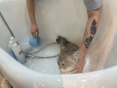 -momokira米努特·德文卷毛猫·棉花面纱犬