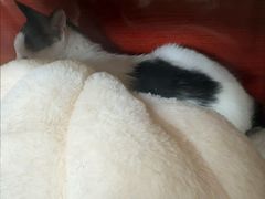 -御宝贝·A梦猫科宠物医院(国际猫友好医院)
