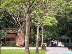 -野象谷景区