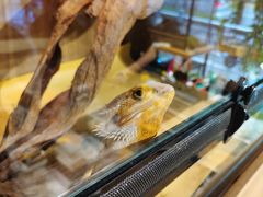 -酷以爬仙阁实体爬宠店·守宫·蜥蜴·专业繁育