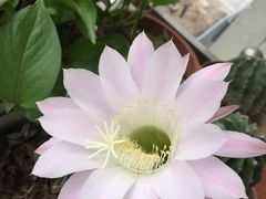 -老妈米线(港龙店)