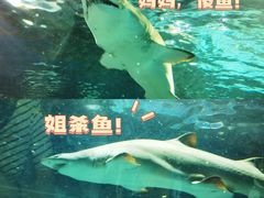 -上海海洋水族馆