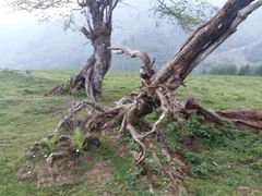 -硗碛藏寨·神木垒景区