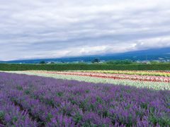 -富田农场