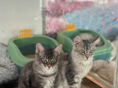 -糯米喵星人总部直营旗舰店·猫舍·幼猫出售