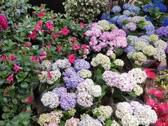 -双季花艺园艺市场(浦东店)