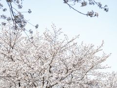 -武汉大学-樱园
