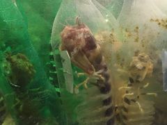 濑尿虾-Isla Sugbu Seafood City