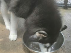 -TrueLove @ Neverland (Husky Cafe)