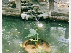 -成都市活水公园