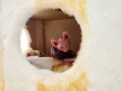 -藏猫猫咖啡主题馆(中央大道店)