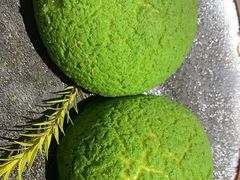 -珍之宝御品·寻味顺德(容桂渔人码头店)