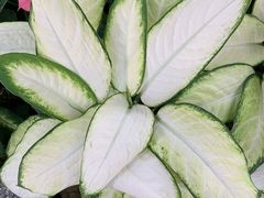 -北京植物园-展览温室