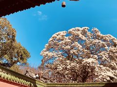 -报恩寺(平武县)