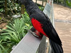 -新加坡飞禽公园