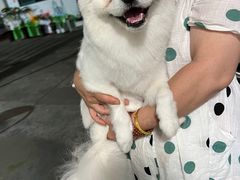 -翊宠yipet猫狗购宠庄园犬舍•猫舍