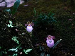 -西双版纳原始森林公园