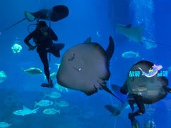 -烟台海昌鲸鲨海洋公园