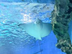 -海合安武汉极地海洋公园