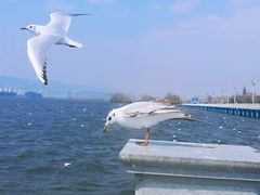 -海埂大坝