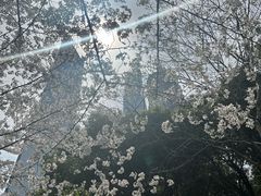 -陆家嘴中心绿地