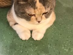 -藦茜花园宠物主题亲子互动体验馆(国顺东路店)