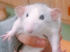 -藦茜花园宠物主题亲子互动体验馆(国顺东路店)