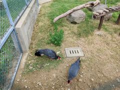 -上方山森林动物世界