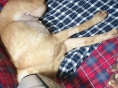 -安安宠医·安宠宠物医院