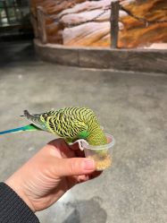 -造物庄园 萌宠纪(苏州湾歌林公园店)