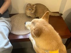 -瑞鹏宠物医院·骨科·猫科·内科(第一中心)
