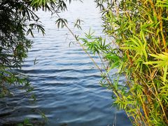 -洋湖国家湿地公园