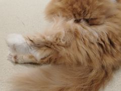 -藏猫猫咖啡主题馆(中央大道店)