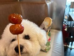 -翊宠yipet猫狗购宠庄园犬舍•猫舍