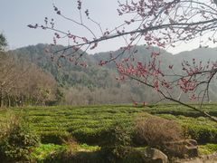 -中国茶叶博物馆(双峰馆区)