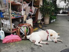 -金田水族花卉市场(银庄大厦店)